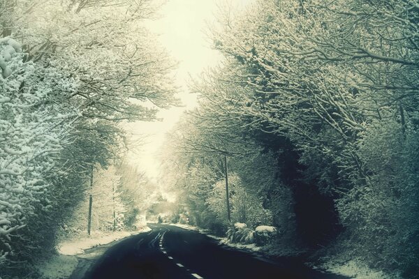 Paesaggio natura inverno nella foresta