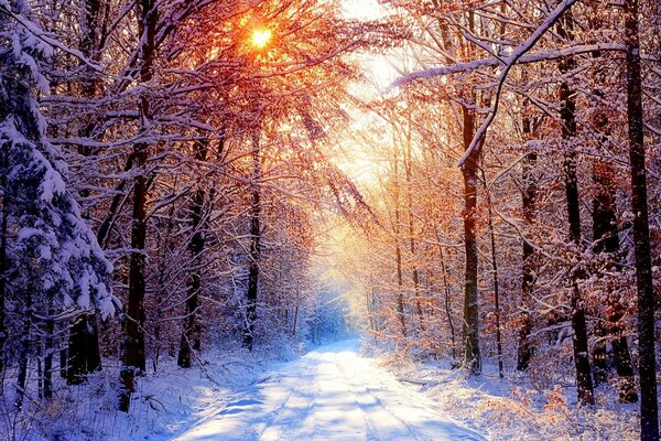 Bosque denso de invierno con carretera