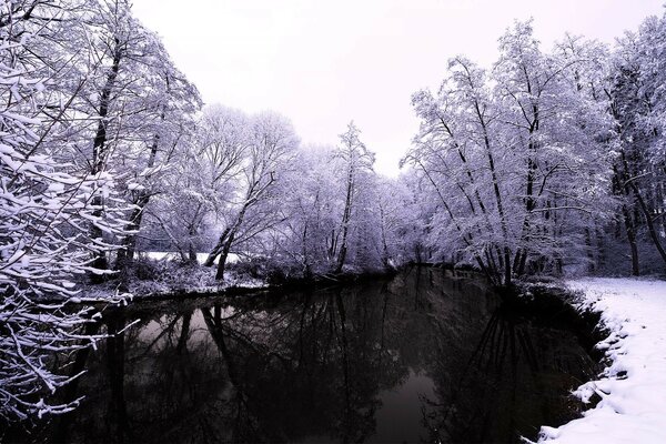 Estanque de invierno en el bosque durante el día