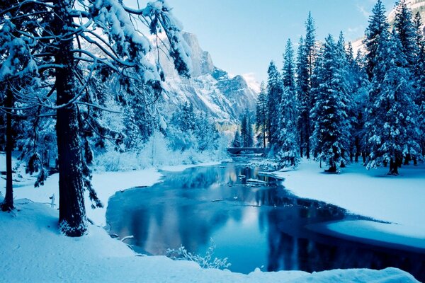 Fiume in mezzo alla foresta invernale