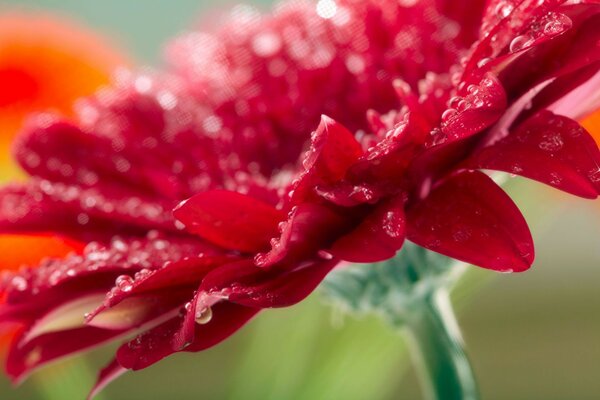 Fleur rouge gros plan