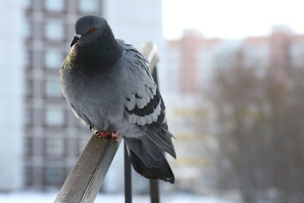 Pigeon avec une vue réfléchie