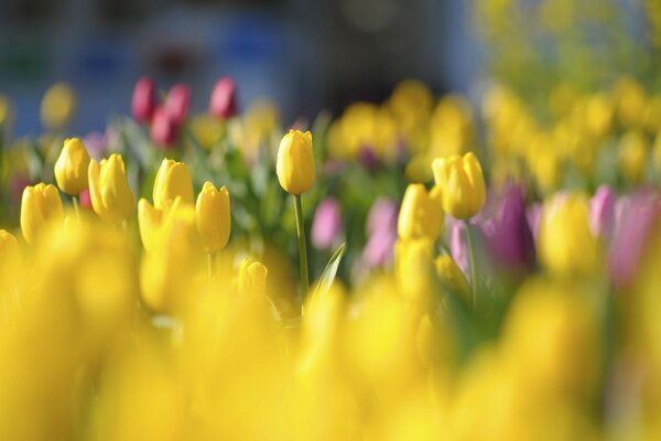 Campo de Tulipanes amarillos y rosados