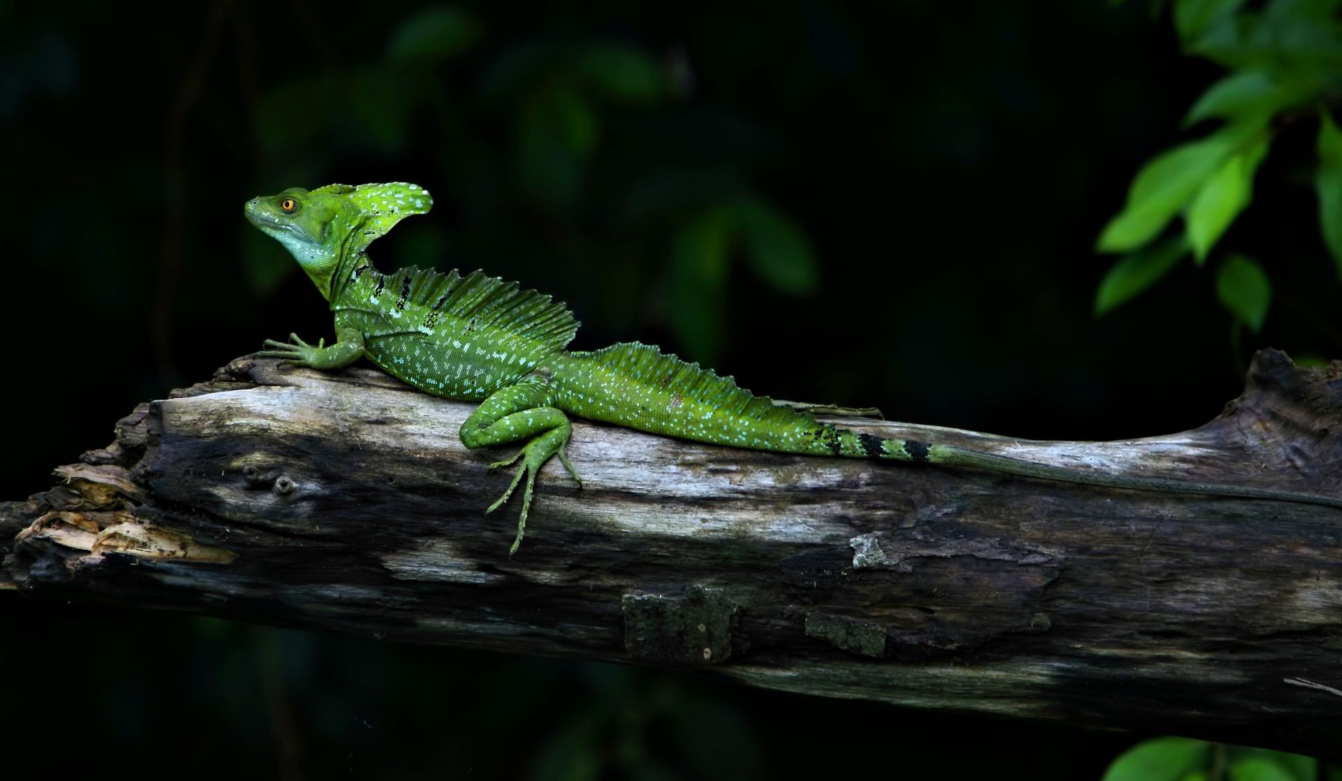 animals lizard reptile rainforest wildlife dragon chameleon wood tree outdoors nature leaf gecko tropical side view jungle zoo one daylight