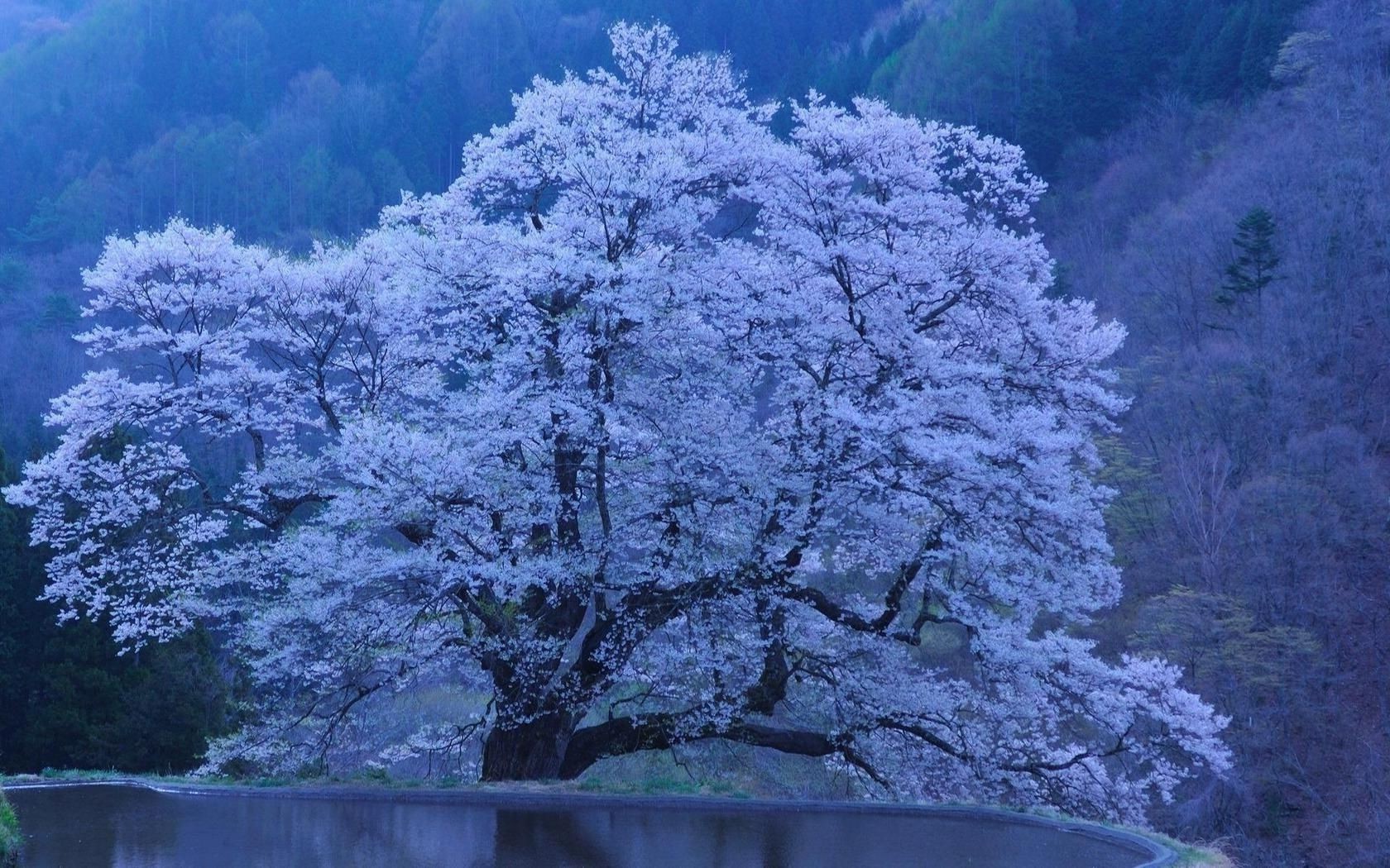 lake tree landscape snow winter scenic outdoors wood nature frost season cold weather daylight frozen branch water ice