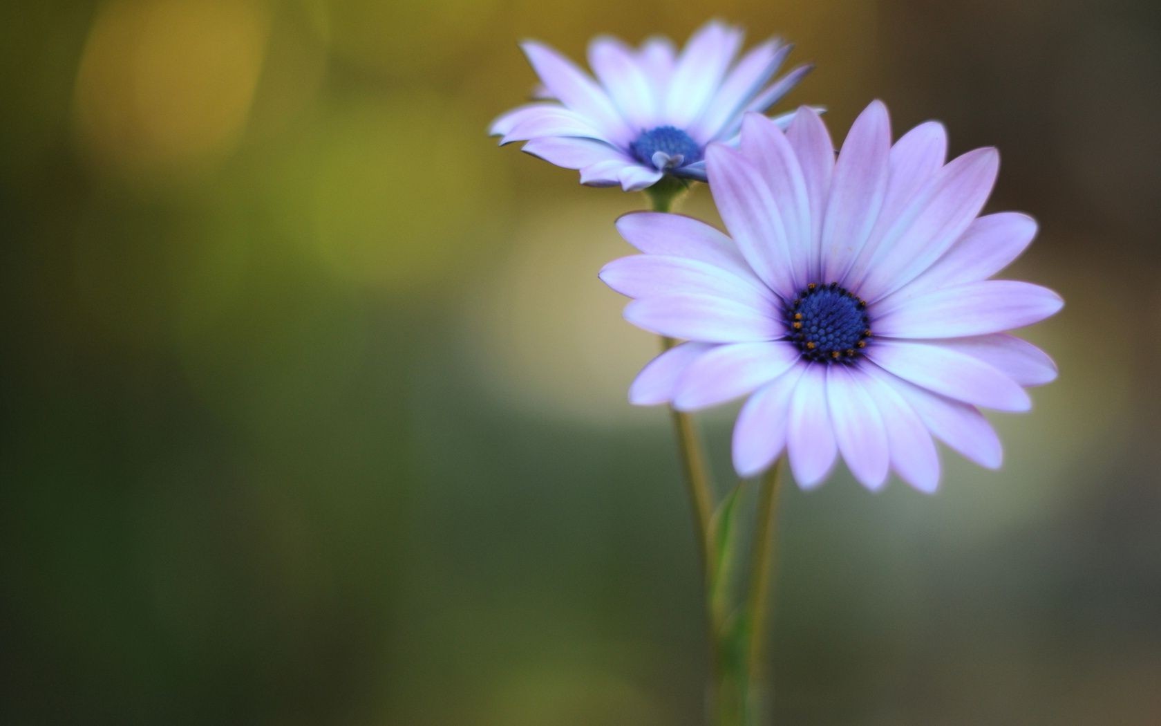 fiori fiore natura flora estate foglia giardino colore luminoso petalo primo piano fioritura bella crescita