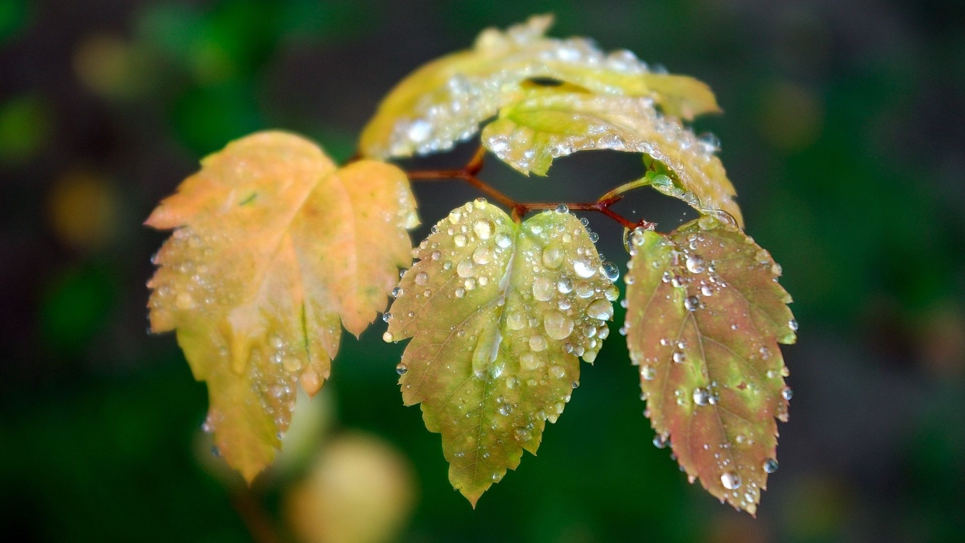 folioles feuille nature automne en plein air flore pluie arbre parc rosée croissance jardin environnement couleur lumière luxuriante