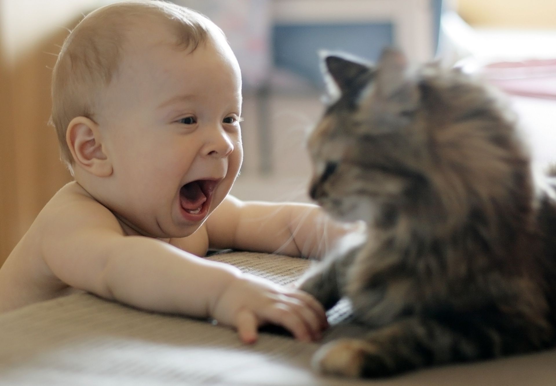 niños con animales bebé lindo interior solo expresión facial habitación retrato pequeño gato niño niño jóvenes niña muebles curiosidad familia mamífero felicidad