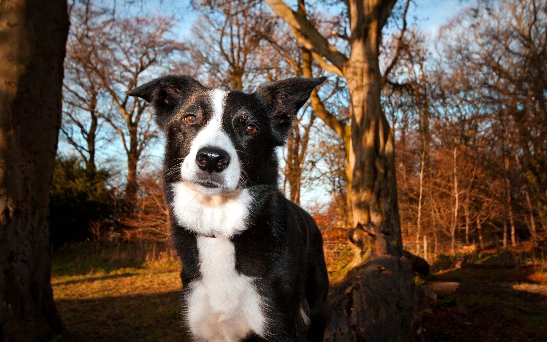 köpekler açık havada köpek sevimli