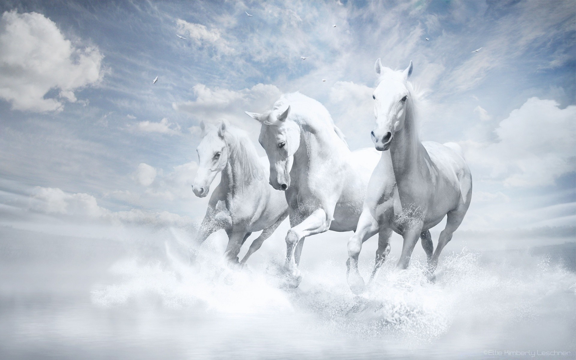 креатив конница млекопитающее лошадь маре жеребец конный коневодство животное сидит мане небо ферма свобода пони