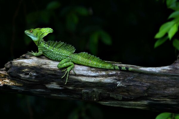 Méchant Lézard de la nature