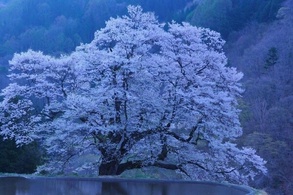 Paesaggio invernale. Albero bianco sulla riva del Lago