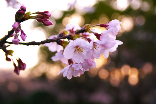 A sprig of cherry is beautifully illustrated