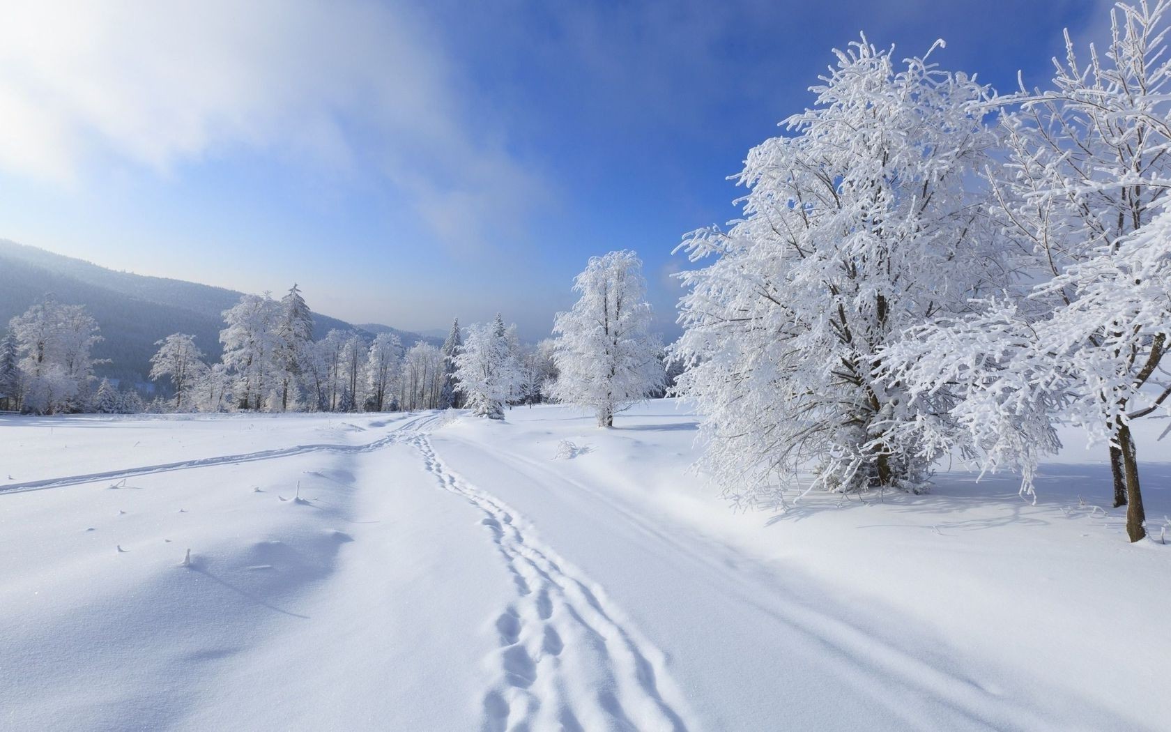 冬天 雪 冷 霜 冰冻 冰 天气 木材 雪 景观 风景 季节 山脉 轨道 霜冻 木材 粉末 雪堆 暴风雪