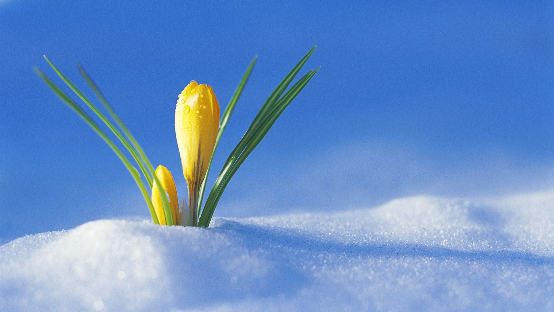 fiori sulla neve natura estate all aperto luminoso bel tempo foglia fiore flora neve colore stagione crescita