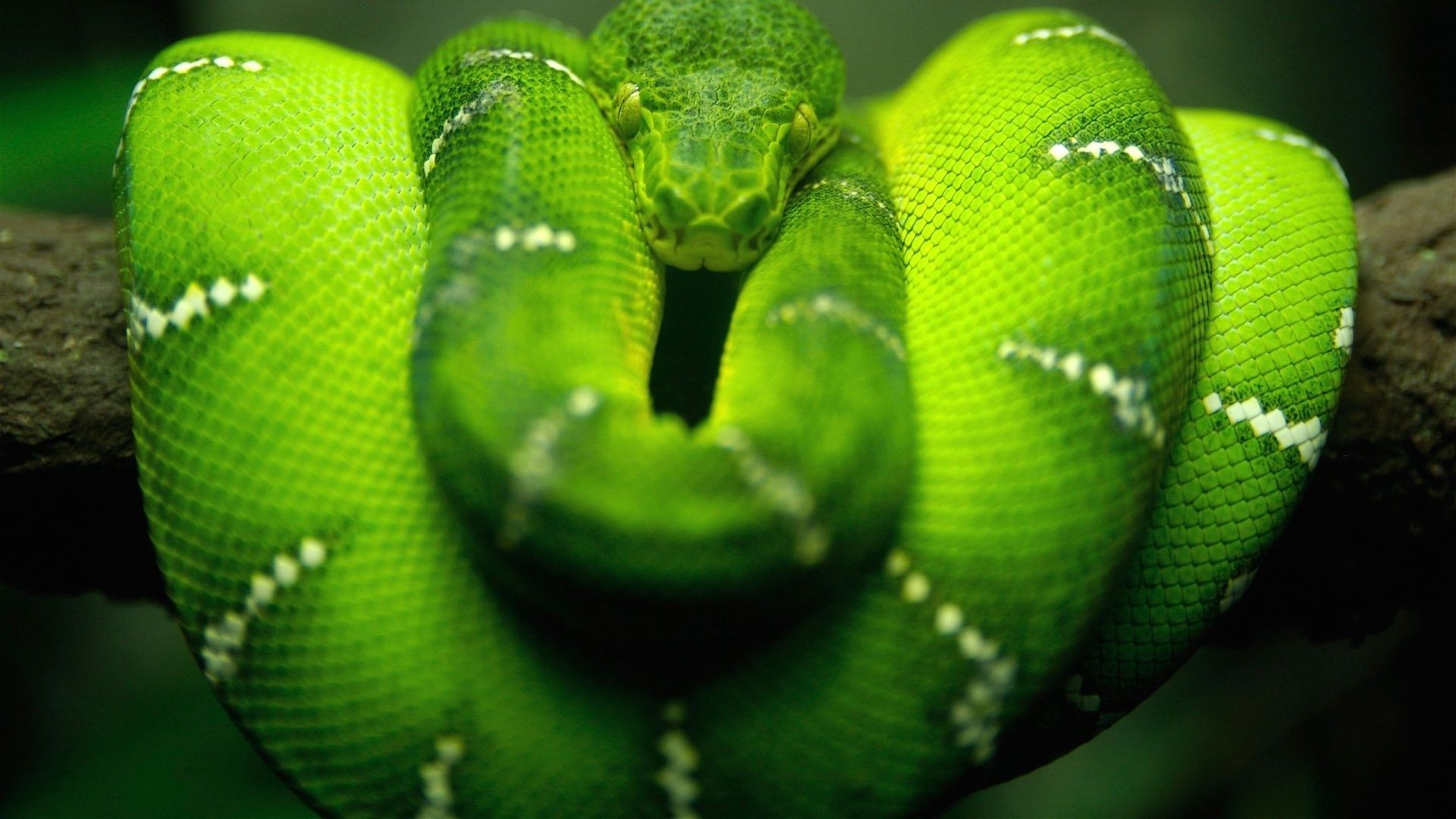 animali serpente gazoo pitone boa viper venom veleno pericolo fauna selvatica zippare animale cobra serpente a sonagli mortale esotico pelle scala natura scivolare