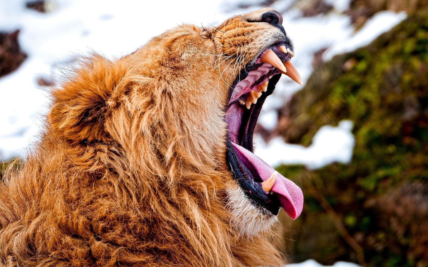 leones naturaleza mamífero vida silvestre piel animal retrato al aire libre salvaje lindo zoológico