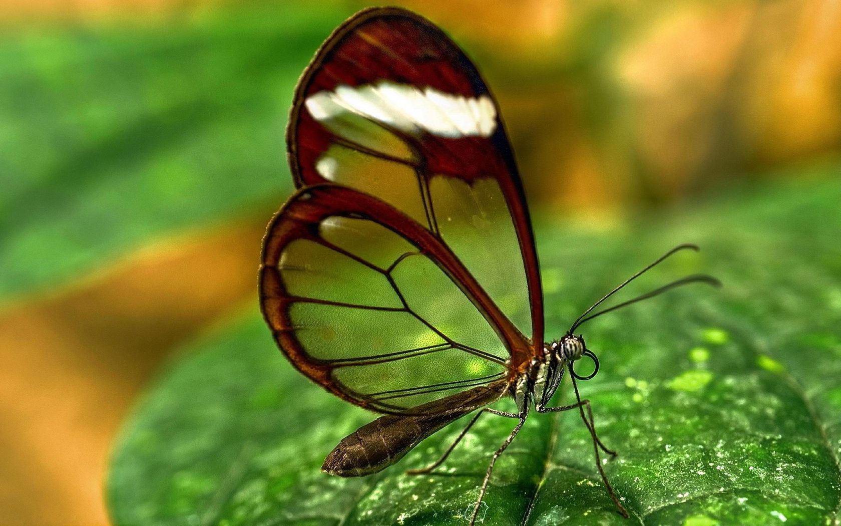 droplets and water insect nature butterfly summer leaf outdoors wildlife invertebrate flora biology garden bright environment color grass little wild animal