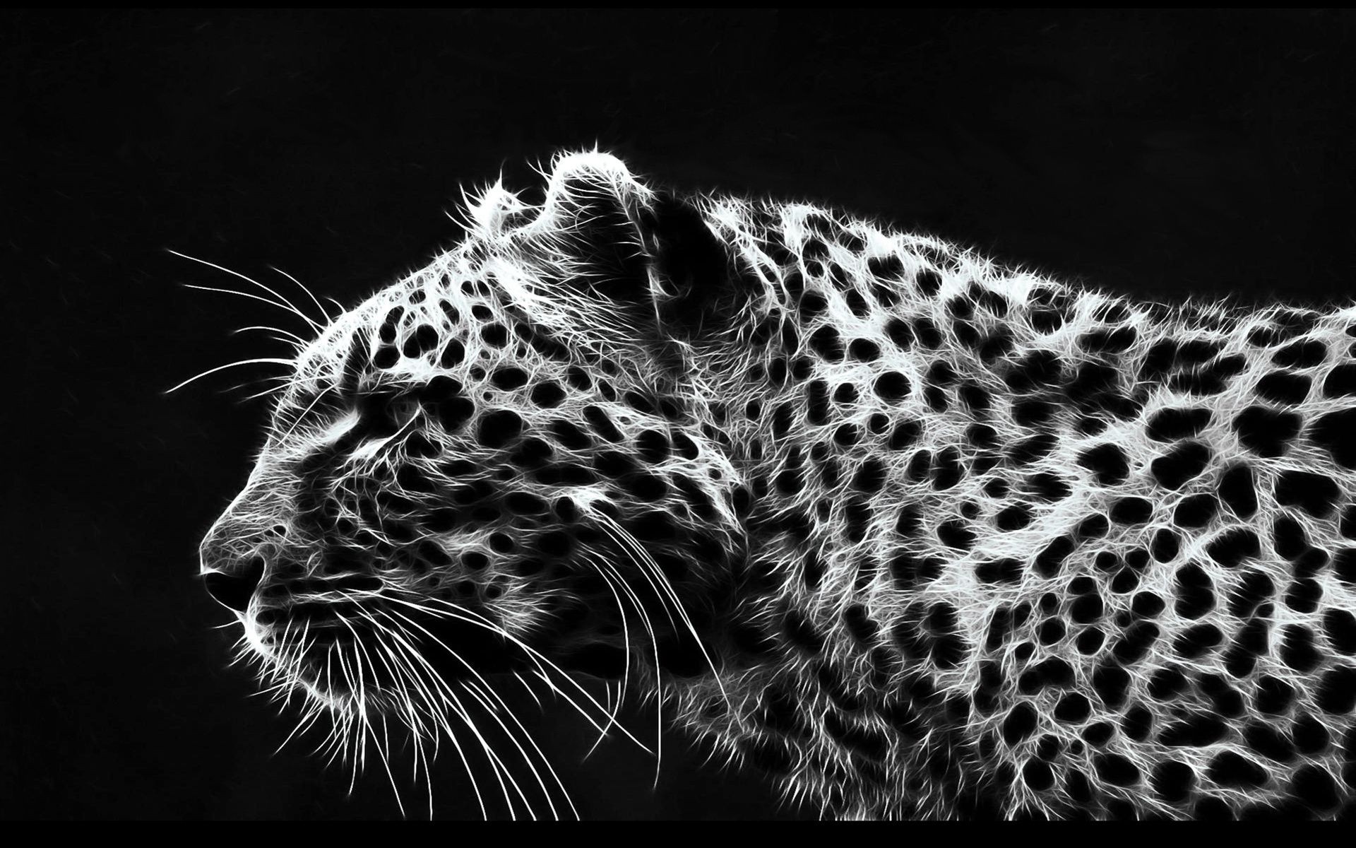 leopards cat leopard animal wildlife predator safari zoo mammal fur danger jungle hunter nature wild big