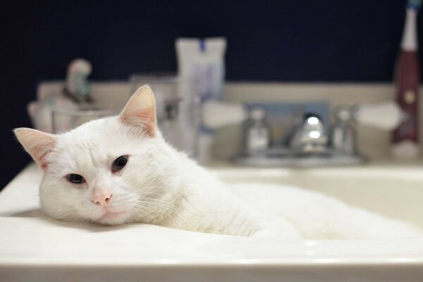 White cat in the bathroom