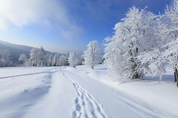 Camino trillado en el bosque de invierno