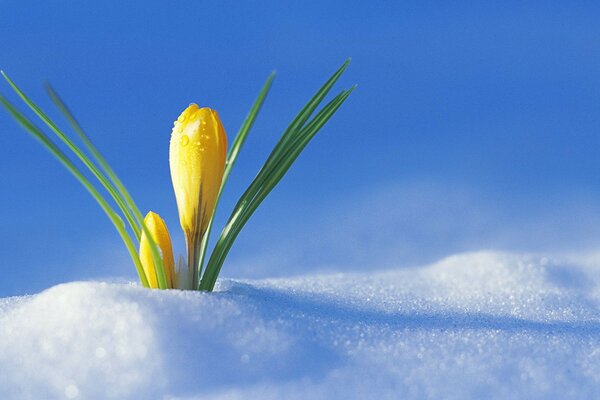 La première fleur est piquée à travers la neige