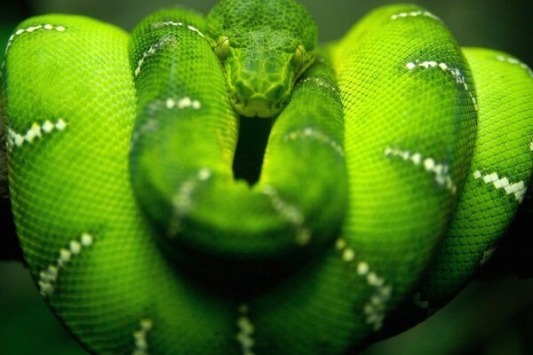 Green big python on a tree