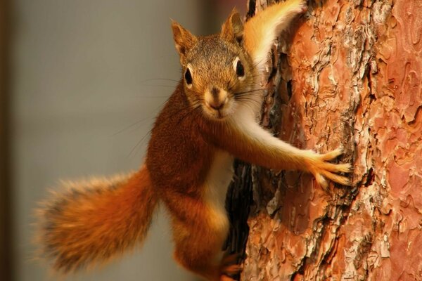 A curious squirrel on a tree trunk