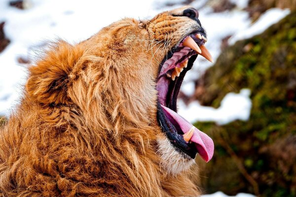 A yawning lion with huge fangs