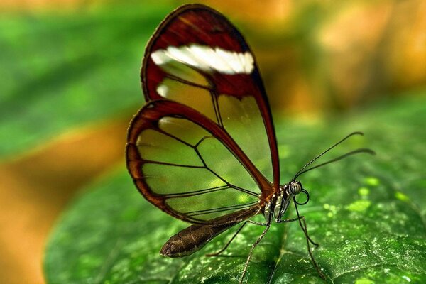 Borboleta com asas transparentes na folha