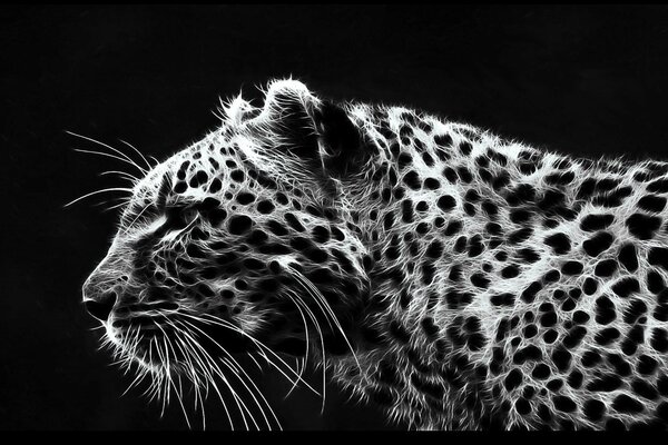 Leopardo salvaje blanco y negro