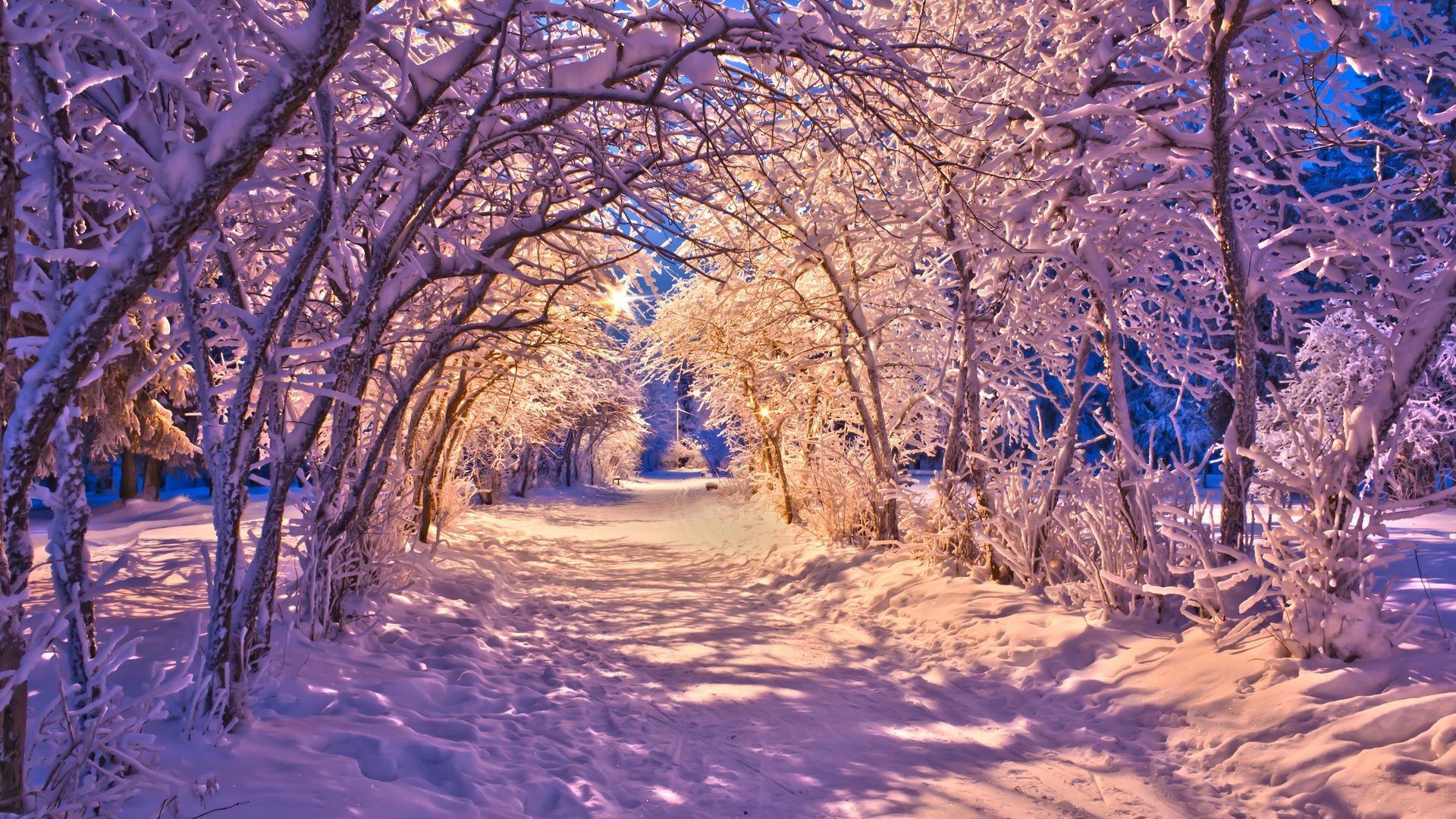 winter baum schnee zweig holz landschaft saison kalt frost landschaftlich natur gefroren park gutes wetter eis schnee-weiß szene landschaften im freien