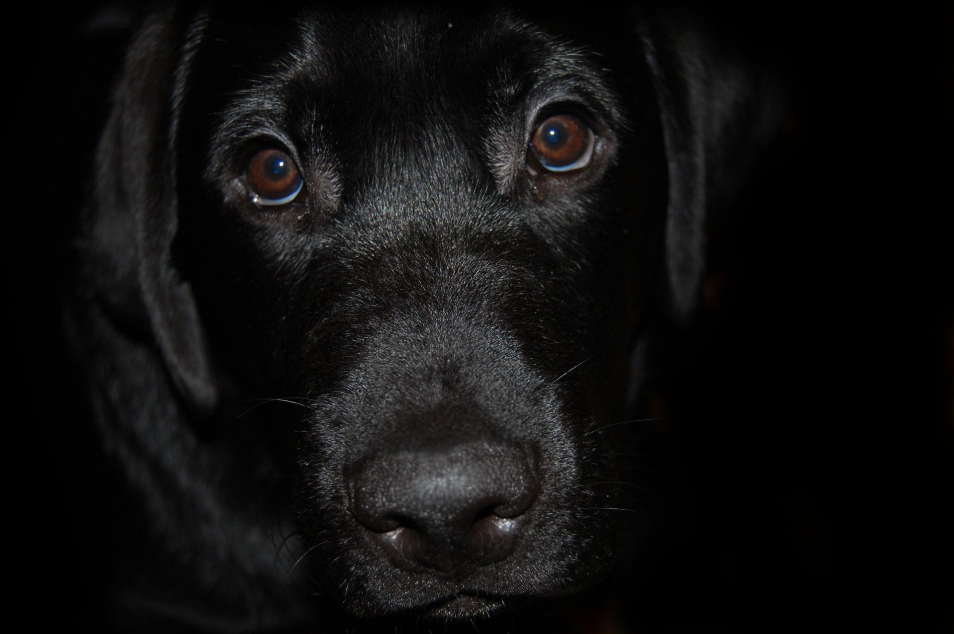 cães cão cinologista retrato animal de estimação fofa mamífero animal filhote de cachorro estúdio retriever olho sozinho raça visualização labrador retriever