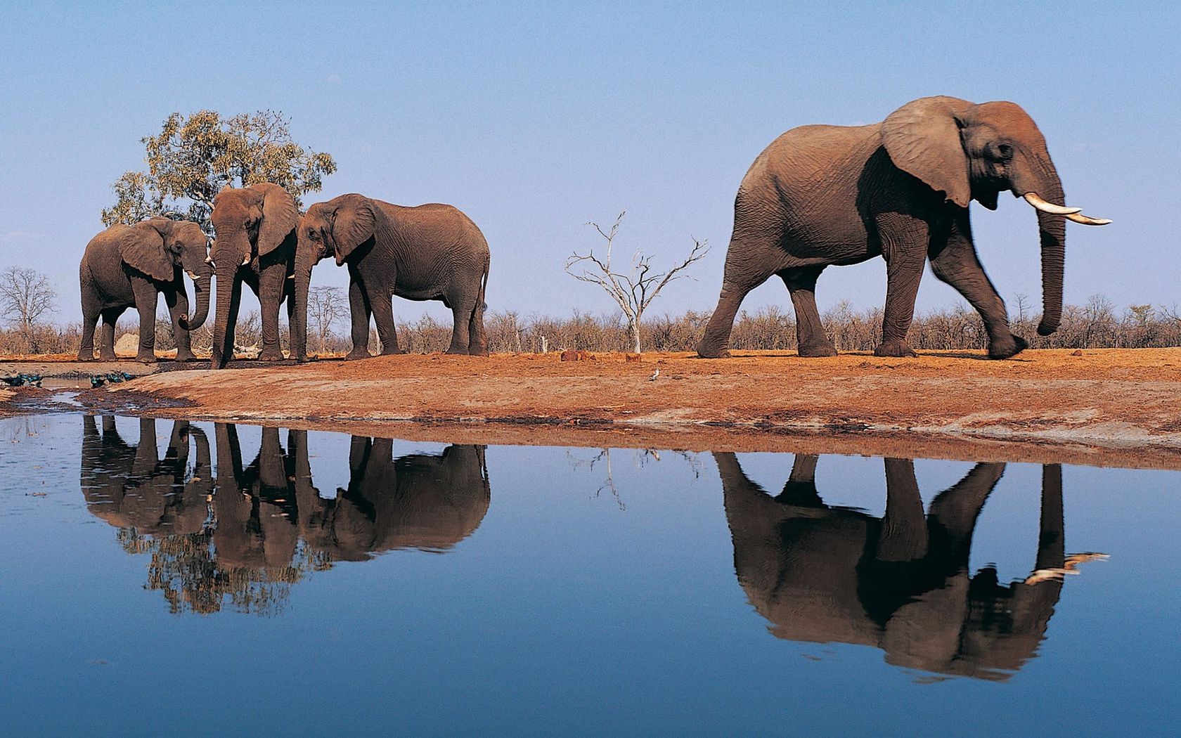 elefantes mamífero elefante vida selvagem água ao ar livre luz do dia dois viagens animal