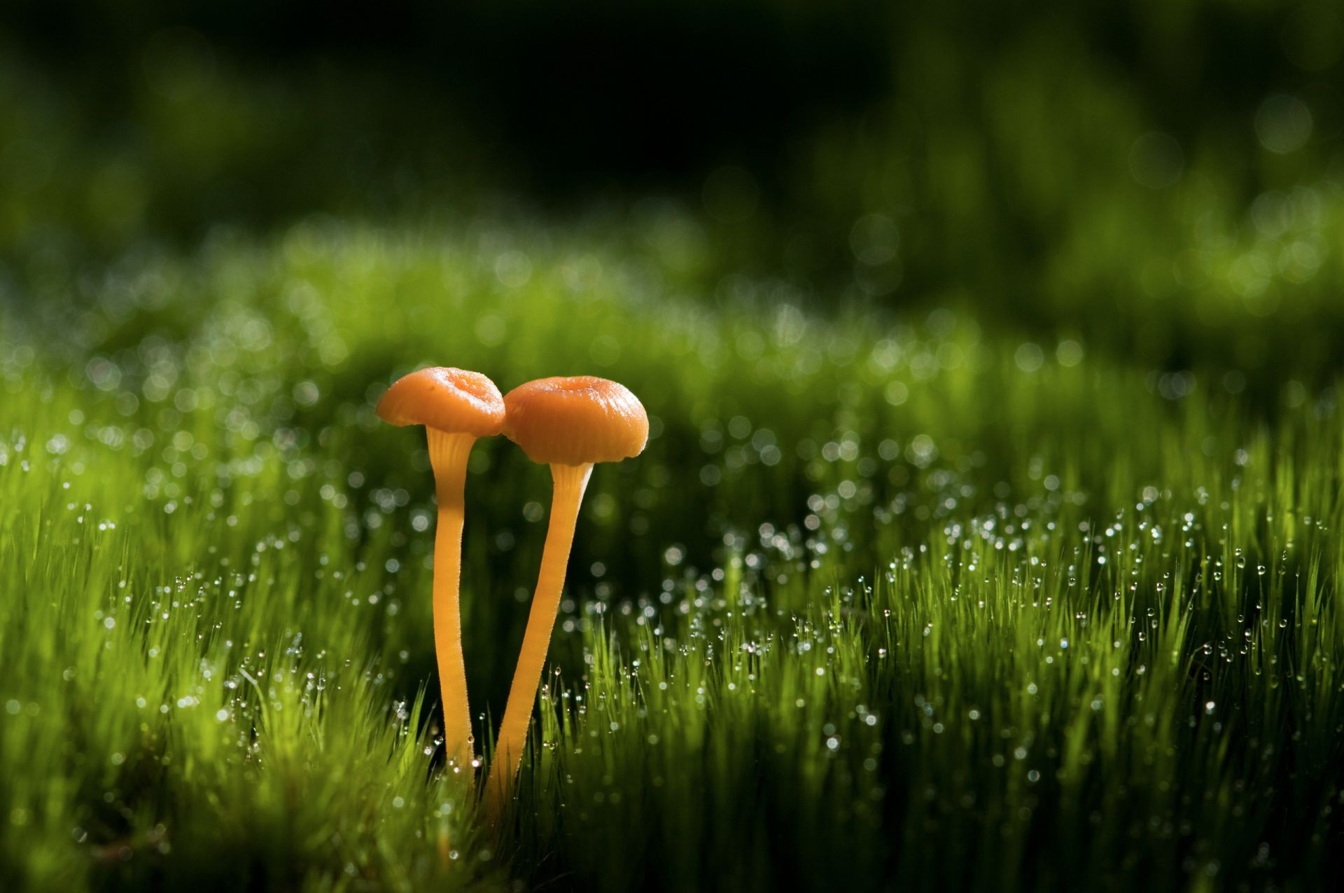 plantes herbe nature foin été croissance champignon flore champ feuille pâturage nourriture à l extérieur