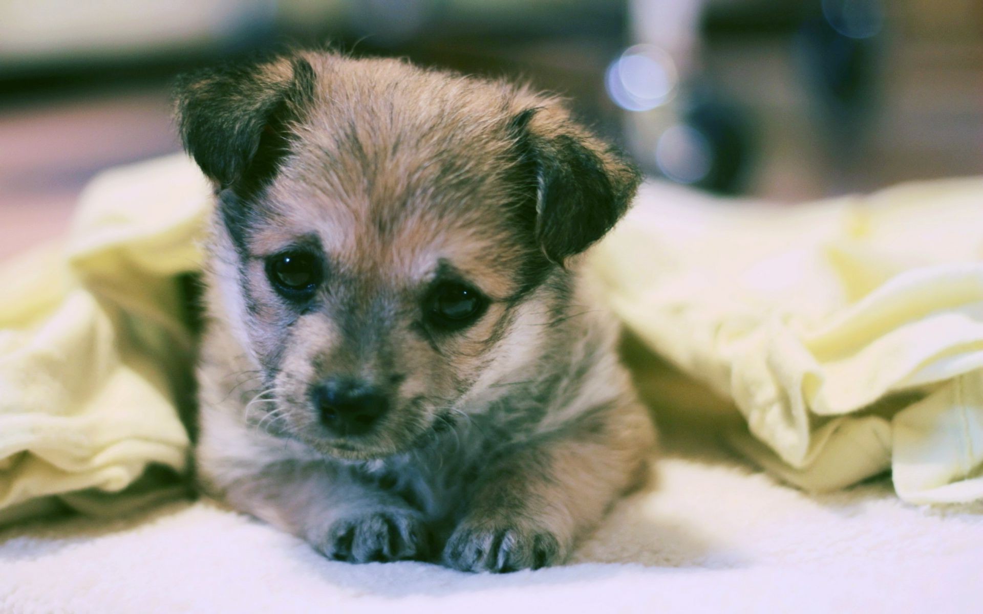 cães fofa cão mamífero animal de estimação pequeno cinegrafista animal retrato filhote de cachorro jovem doméstico