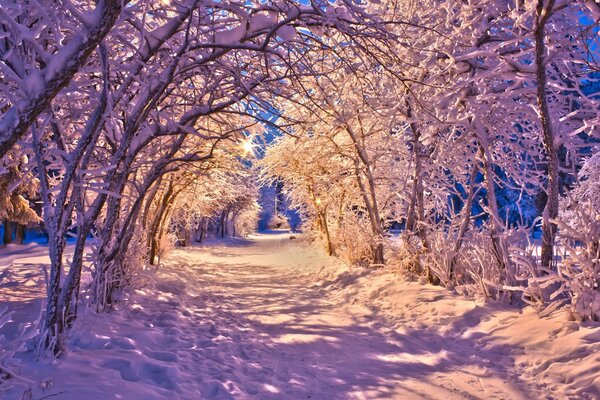 Waten die Sonnenstrahlen durch den Winterwald