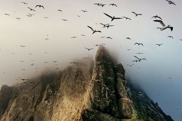 High cliffs in the fog with birds