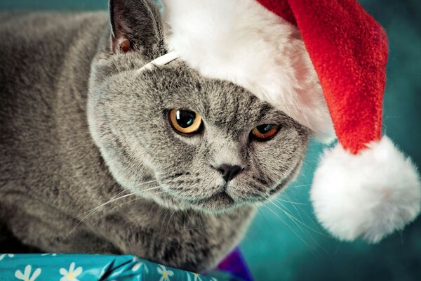 Chat en peluche britannique dans un bonnet de Noël