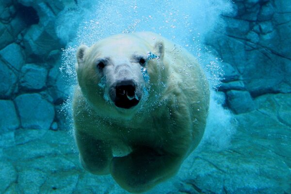 Oso polar bajo el agua en el océano