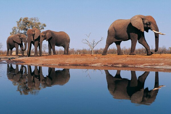 A group of elephants at a watering hole in savannah