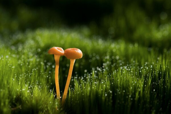 Summer mushrooms on the green lawn