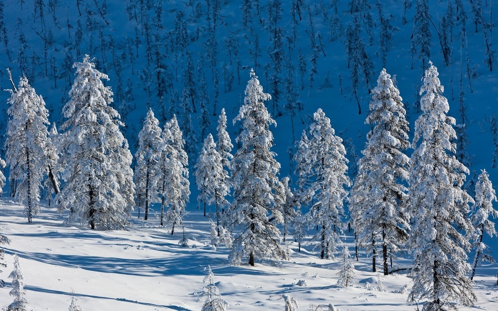 inverno neve gelo freddo legno congelato ghiaccio stagione abete albero natale natura gelido pino paesaggio