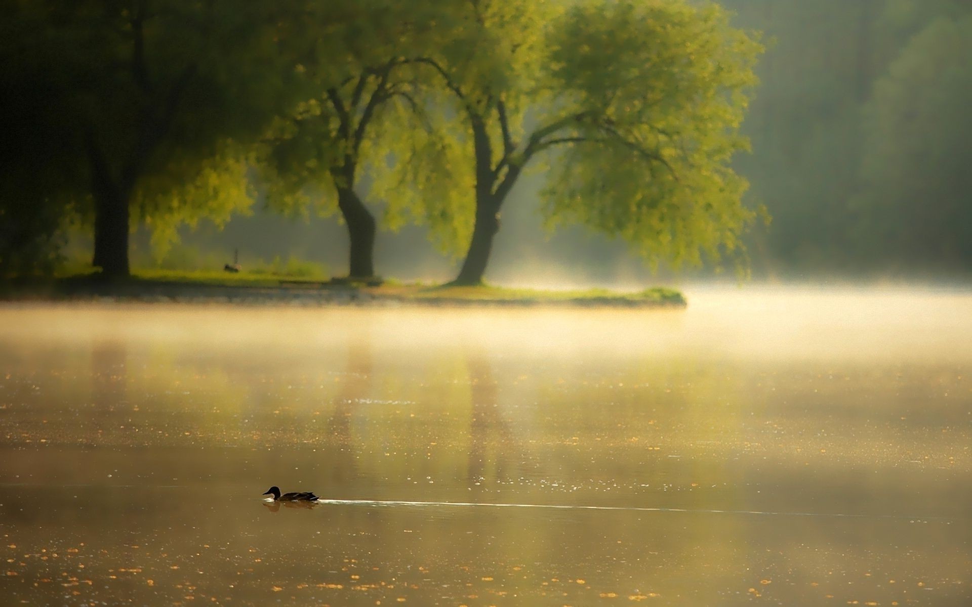 animaux arbre brouillard aube automne brouillard eau paysage nature à l extérieur bois réflexion lac lumière coucher de soleil rétro-éclairé pluie parc soleil feuille