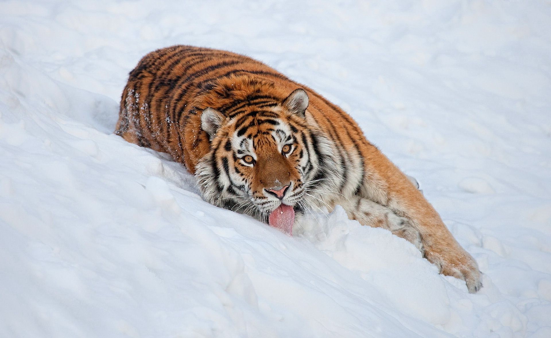 老虎 冬天 雪 野生动物 哺乳动物 自然 老虎 猫 捕食者 毛皮 寒冷 野生