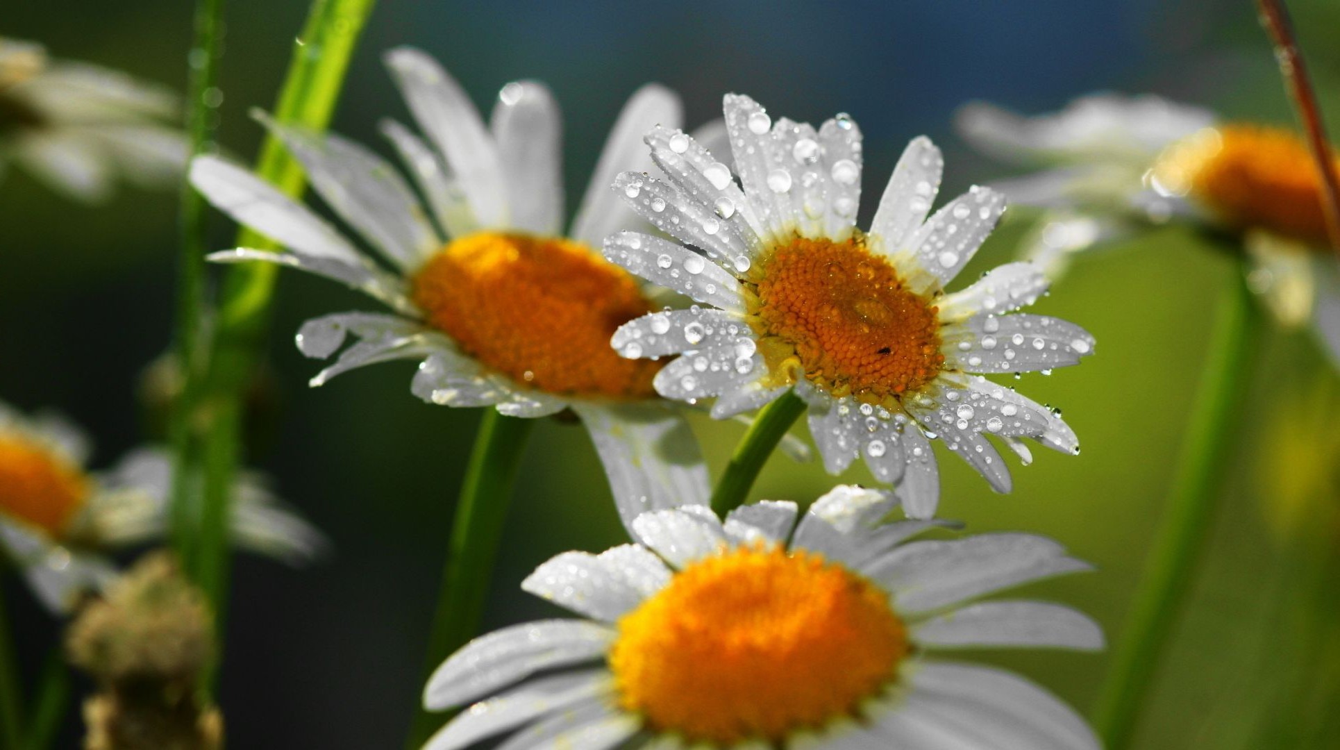 chamomile nature flora flower summer leaf garden close-up bright wild growth floral petal color season blooming