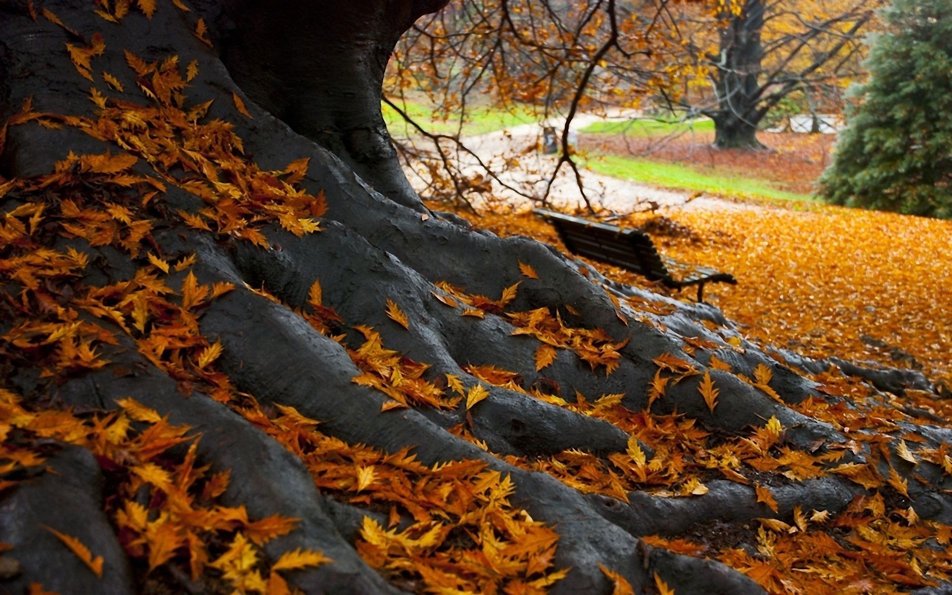 Опавшие листья терпеливо. Осень. Осенние обои. Осеннее дерево. Осень листопад.