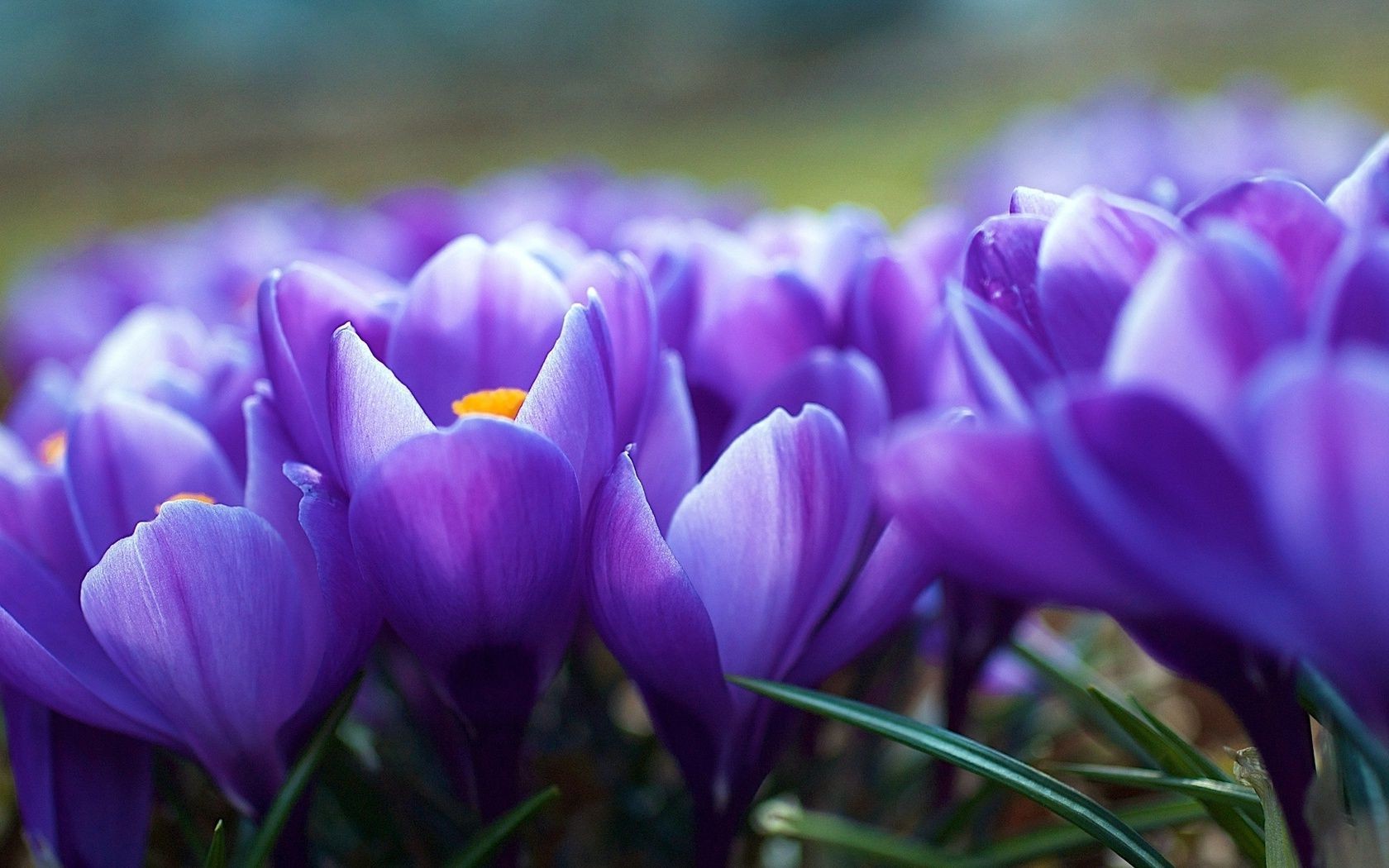 flowers flower nature easter flora garden crocus color floral leaf violet blooming season petal bulb bright park summer close-up beautiful