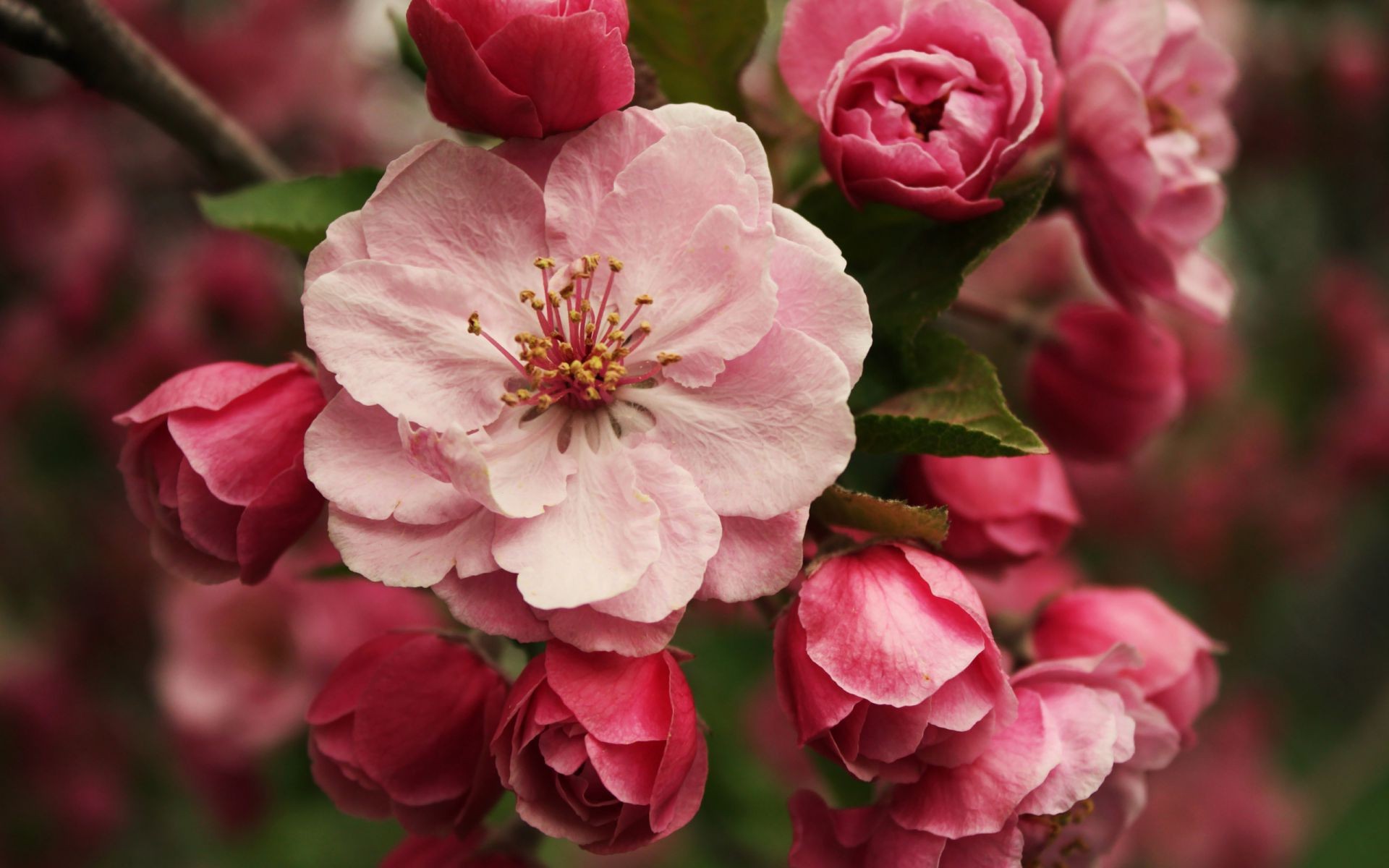 the flowers on the trees flower flora rose nature garden petal leaf blooming floral bud growth romance summer love branch color