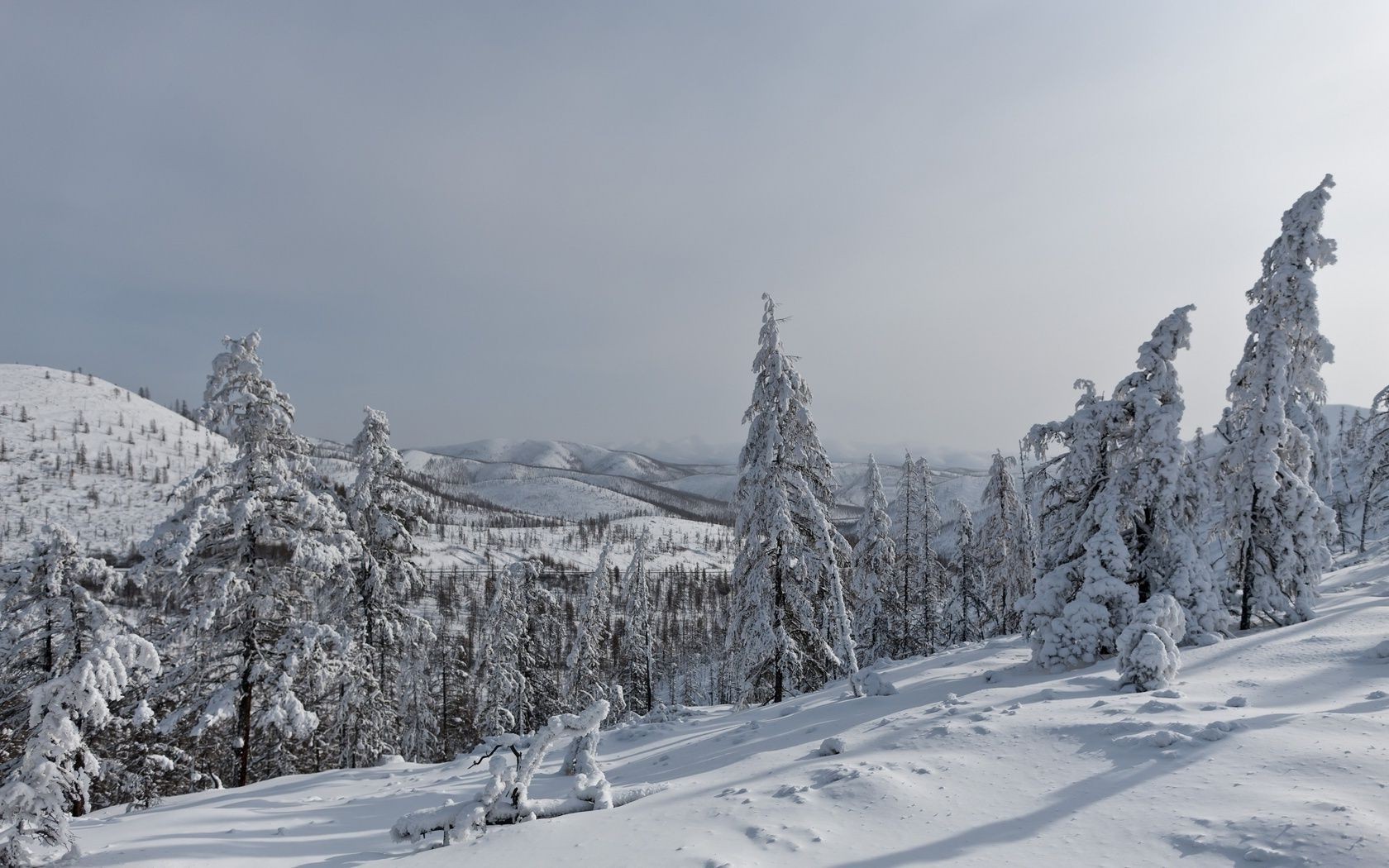 inverno neve frio montanha neve madeira gelo geada cênica congelada temporada paisagem pico de montanha abeto árvore resort colina abeto alpino